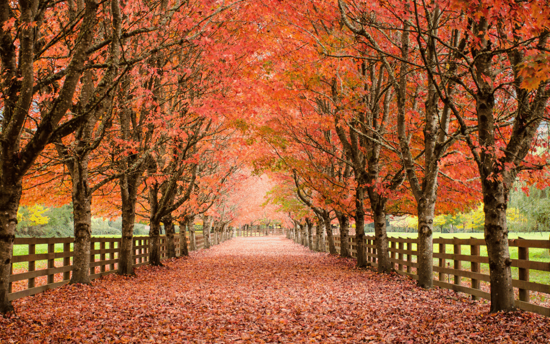 Momentum and Gratitude: Building Rhythms That Keep Your Team Moving Without You